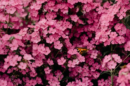 pexels-photo-1408221.jpeg