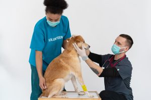 vet-exam-dog5-2.jpg