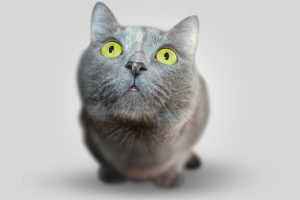 gray-cat-looking-up.jpg